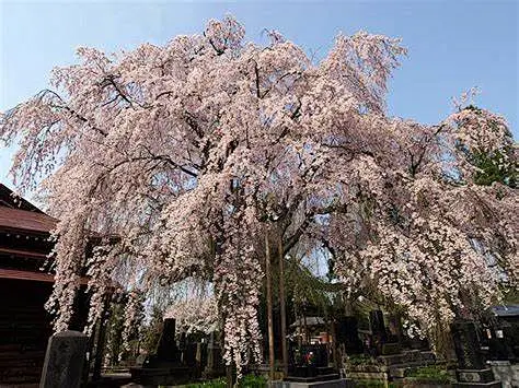 垂枝樱 日本进口樱花桜花盆栽盆景素材八重红枝垂原生树苗-淘宝网-花瓣网