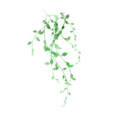 大花喵_采集到植物