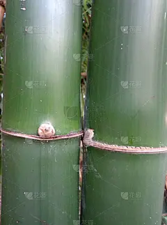 竹子的树干