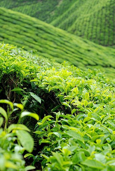 绿茶领域。广州，中国。