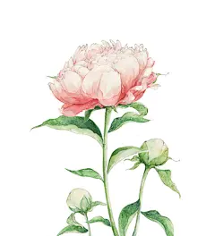 花绘——芍药刊于lohas杂志，蚁玉笋绘_插画人Yi__插画师作品_涂鸦王国gracg.com