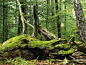 Photographic Print: Mosses Growing on Dead Tree, Muritz National Park, Germany by Norbert Rosing : 16x12in