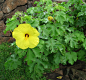 全部尺寸 | Hibiscus brackenridgei subsp. molokaiana | Flickr - 相片分享！