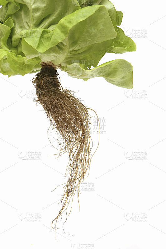 根的生菜