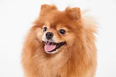 点击来源直接获取大图文件 |Pomeranian dog