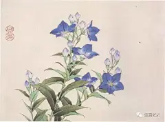 名家经典：《百花工笔画集》百幅 : 　　 　　牡丹＆于非闇 　　 　　榆叶梅＆田世光 　　 　　梨花＆田世光 　　 　　樱花＆田世光 　　 　　十样锦＆田世光 　　 　　荷包牡丹＆田世光 　　 　　打破碗花花＆俞致贞 　　 　　蒲公英＆俞致贞 　　 　　