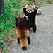 日本小熊猫火了：爱奶酪爱battle更爱大腿