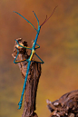Blue walking stick insect