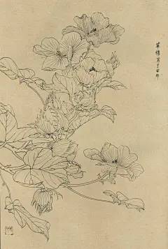线描 · 百花谱。