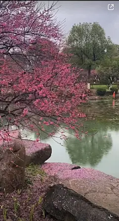 花草集 - 高清图片，堆糖，美图壁纸兴趣社区