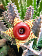 Huernia Zebrina Cactus -: 