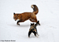 35 Truly Dramatic Examples of Animal Photography