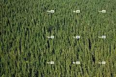 背景 针叶 4K壁纸 常绿 全高清壁纸 冷杉 森林 Mac壁纸