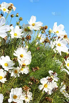 白花黄花