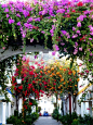 Bougainvillea