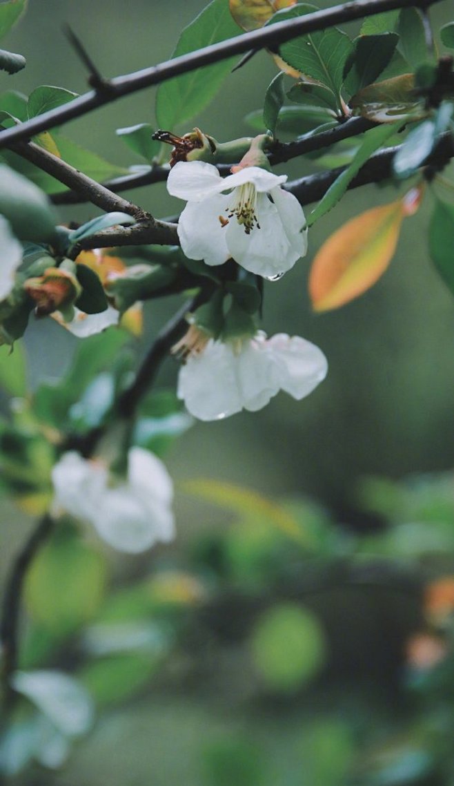 春至桃林花滿蹊，半坡白鵑一夢牽。 ​​​...