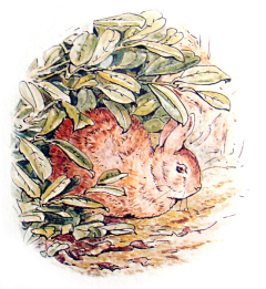 zxytc007采集到波特女士Helen Beatrix Potter