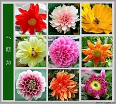 养花，花名介绍大全（太好了，收藏以后慢慢看吧！）