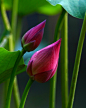 #微距# #鲜花# #荷花#
Twin lotus buds ....