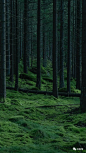 大自然绿色森林护眼风景壁纸|风景图片大全 大自然壁纸【第56期】