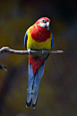 鹦形目·鹦鹉科·玫瑰鹦鹉属：澳东玫瑰鹦鹉
