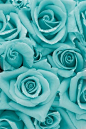 turquoise roses: 