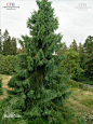 秃杉-湖北襄阳有分布
台湾杉（学名：Taiwania cryptomerioides）又称台湾杉、台湾爷、亚杉等，是一种大型的杉科台湾杉属植物（APG3分类法将杉科并入柏科），为台湾特有种。主要分布于台湾中部约1,500至2,500米高的山区，由于非法伐木的行为，已经导致这个树种濒临绝种。台湾杉是分布在中亚热带季风气候区的一种常绿乔木，为第三纪古热带植物区孑遗植物，属于国家一级保护植物，它的树皮淡灰褐色，裂成不规则长条形，树冠成锥形，为中国台湾的主要用材树种之一。这个树种是亚洲能长的最高的树种，可高达90