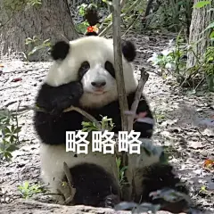 分享一波大熊猫和花的表情包