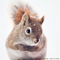 Red Squirrel Woodland Animal Photography by RockyTopPrintShop