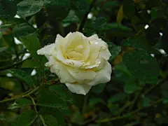 玫瑰花高清摄影素材