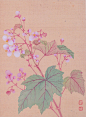 恽寿平国画花卉作品，清新典雅