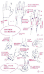 手部结构分解：手的画法合辑（图14-15出自モヴ＠… - 半次元 banciyuan - 二次元爱好者社区