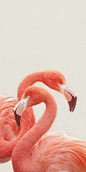 FLAMINGOS by Monika Strigel Art Print by Monika Strigel | Society6