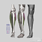 #优动漫好料推荐# 【腿的结构与肌肉量】腿型好不好还要看肌肉量，说的大概就是这个意思O网页链接
