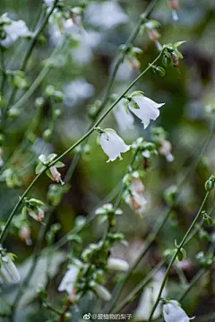 花草 - 高清图片，堆糖，美图壁纸兴趣社区