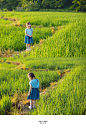 跑进夏日田野里3