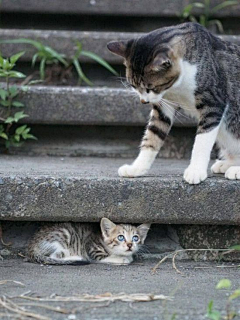 微雨湿落花采集到萌哒哒❉猫猫