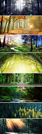 绿色大树热带雨林森林自然海报banner背景图