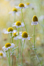 Tumblr—owls-n-elderberries:  Chamomile by Mandy Disher on Flickr.: 