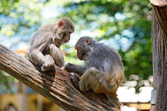 白兎行采集到動物園