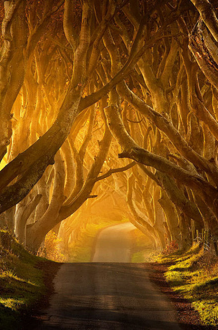 爱尔兰的安特里姆隧道树。仿佛就像是童话一...