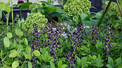靓馨宝贝采集到C—Chelsea Flower Show