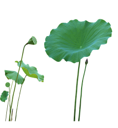 yanranqing采集到花朵PNG