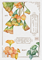 【本草纲目】水彩手绘图鉴九宫格成就达成~