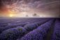 Lavender Sunrise : A field of lavender with an incredible misty sunrise from a few years ago in Somerset, UK. 
I had photographed this field for a few years and never managed to get any decent light whilst the lavender was in flower. On this particular mo