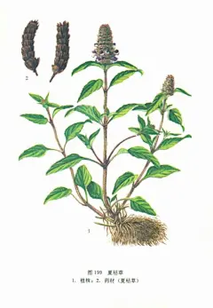 [转载]奇特的草药---------夏枯草（植物）