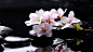 Magnolia  / 2560x1440 Wallpaper