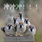 沙雕表情包