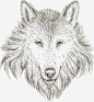 手绘素描狼头高清素材 北方的狼 手绘狼头 狼头图腾 野狼 元素 免抠png 设计图片 免费下载 页面网页 平面电商 创意素材