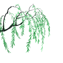 Emmanuel★quot;采集到植物